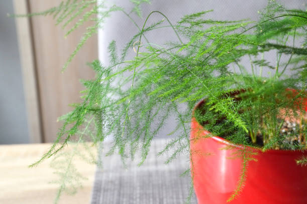 istock Closeup of Asparagus fern leaf 2194437271