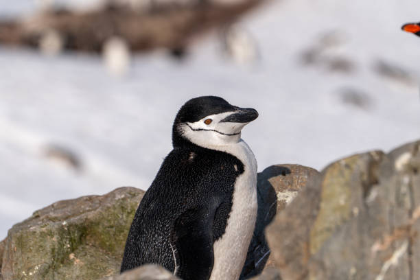 istock Chinstrap penguin (Pygoscelis antarcticus) in Antarctica. Wild nature. 2194437290