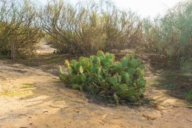Dense cluster of prickly pear cacti with vibrant green pads and yellow spines under soft sunlight.