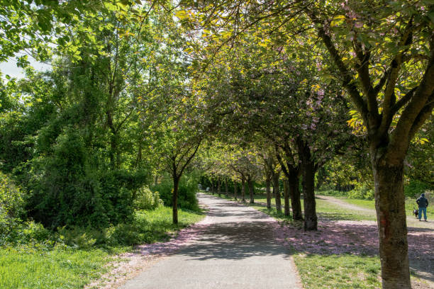 istock Blooming spring alley in the park 2194439479