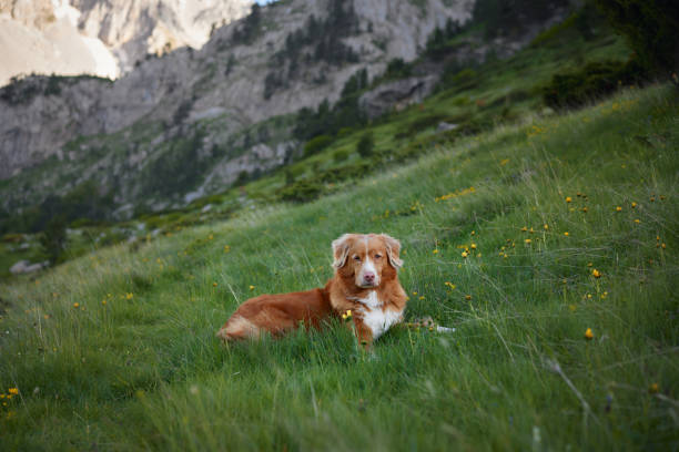 istock Dog resting in alpine meadow 2194440105