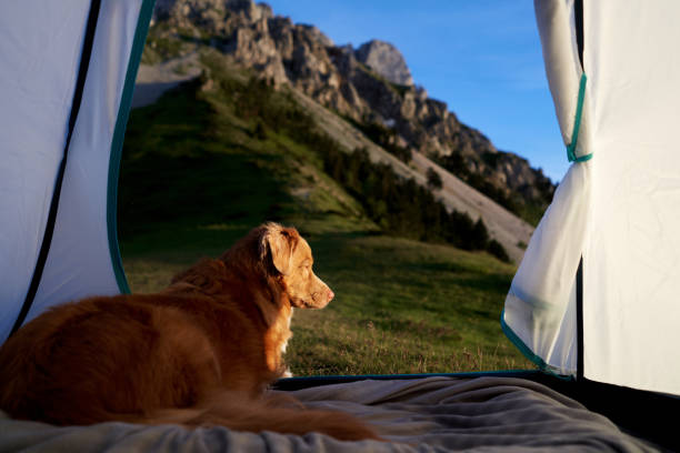 istock Dog lying in a tent with mountain view 2194440108