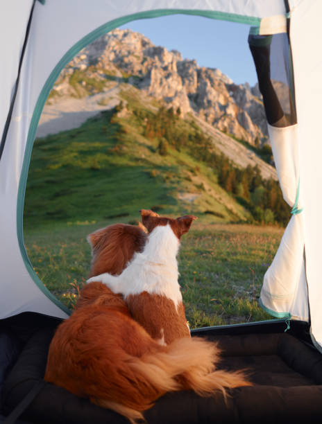 istock two Dogs enjoying mountain scenery from a tent 2194440113