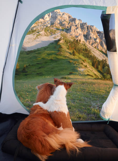 istock Dogs relaxing in tent overlooking mountains 2194440115