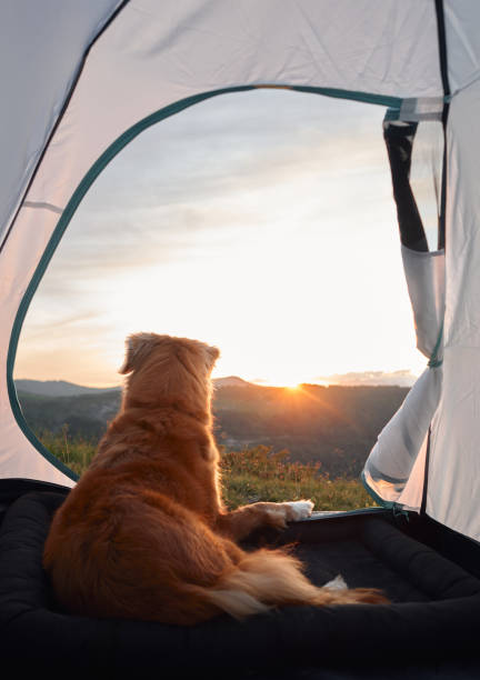 istock Dog sitting in tent watching sunrise 2194440116