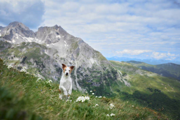 istock Small dog standing on alpine ridge with mountain backdrop 2194440117