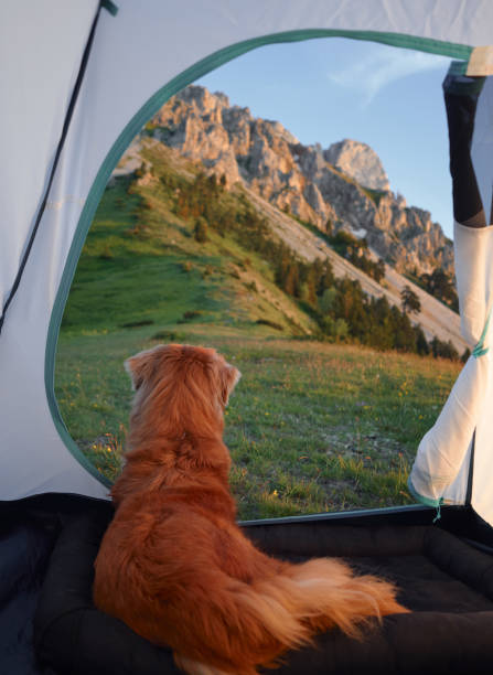 istock Dog lying in tent enjoying mountain view 2194440118