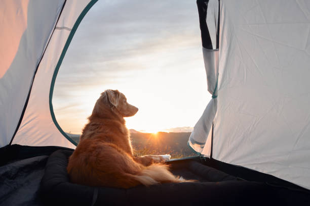 istock Dog lying in tent illuminated by sunrise glow 2194440119