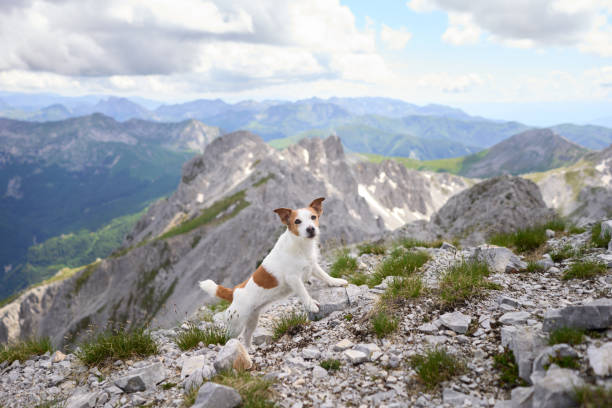 istock Dog exploring rocky landscape with mountain scenery 2194440120