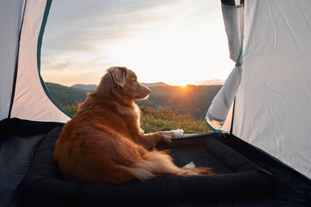istock Dog lying in tent at sunrise on mountains 2194440121
