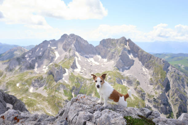 istock Jack Russell Terrier dog exploring rocky alpine summit under blue sky 2194440122