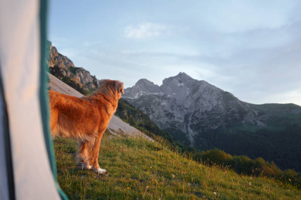 istock Dog standing outside a tent in alpine meadow 2194440123
