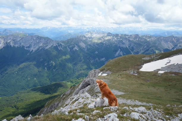 A dog Nova Scotia Duck Tolling Retriever stands on a rocky cliff, gazing at the expansive alpine valley below. The scene captures the adventurous spirit and beauty of nature.