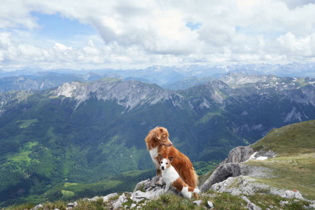 istock Dogs overlooking alpine landscape with wide green valleys 2194440127