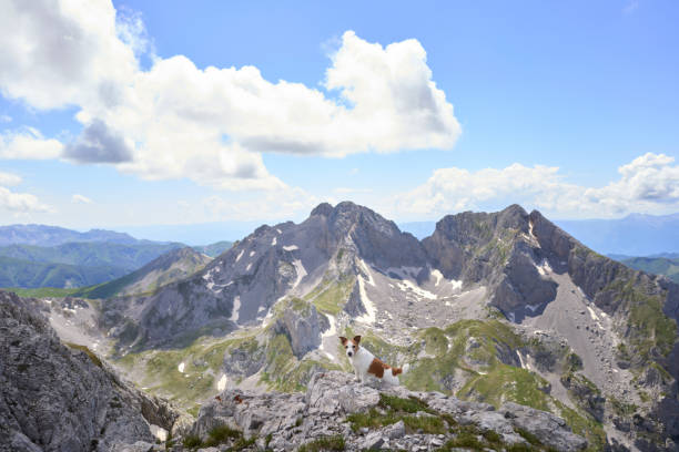 istock Dog resting on rocky terrain surrounded by alpine views 2194440133