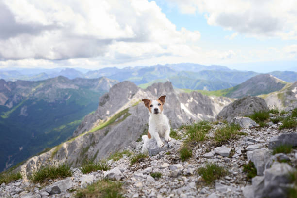 istock Dog standing confidently on rugged alpine ridge 2194440134
