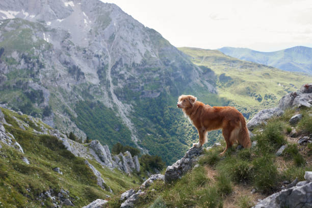 istock Dog standing on rocky ledge in alpine scenery 2194440137