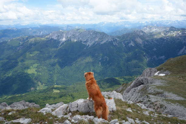 istock Dog standing on rock enjoying alpine panorama 2194440138