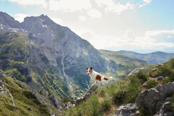istock Dog overlooking lush alpine valley with dramatic peaks 2194440139