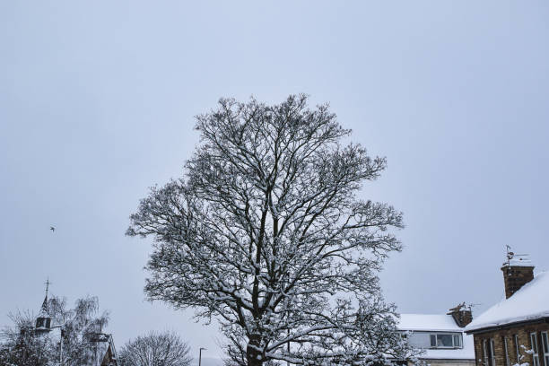 A snow-covered deciduous tree stands prominently against a pale sky, with snow-dusted rooftops of buildings visible in the background.  A bird is visible in flight in Harrogate, UK.