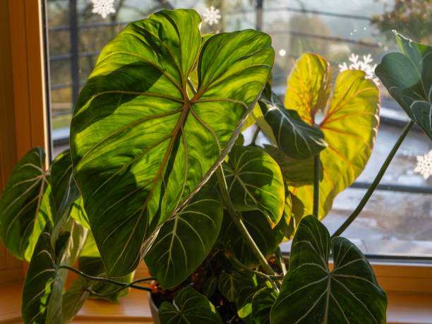 istock CLOSE UP: Sunlight streams through leaves of a philodendron with coloured veins 2194440895