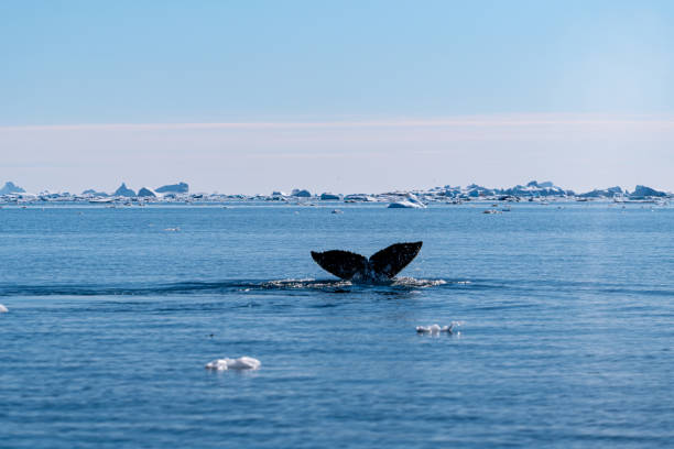 istock Humpback whale's tail. Whales in Antarctica. 2194441406