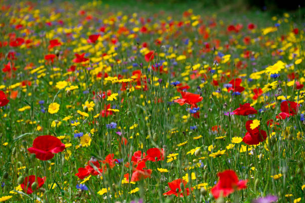 istock beautiful flowers growing on Confetti fields 2194442824