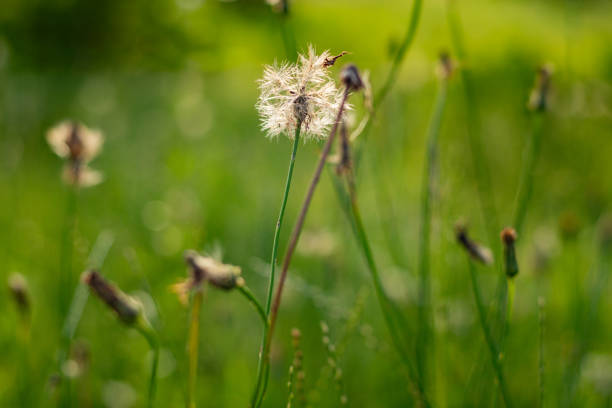 Close-up of a single dandelion puff among tall grass with a blurred green background, sun rays highlighting the delicate fluff, captured in a natural outdoor setting.