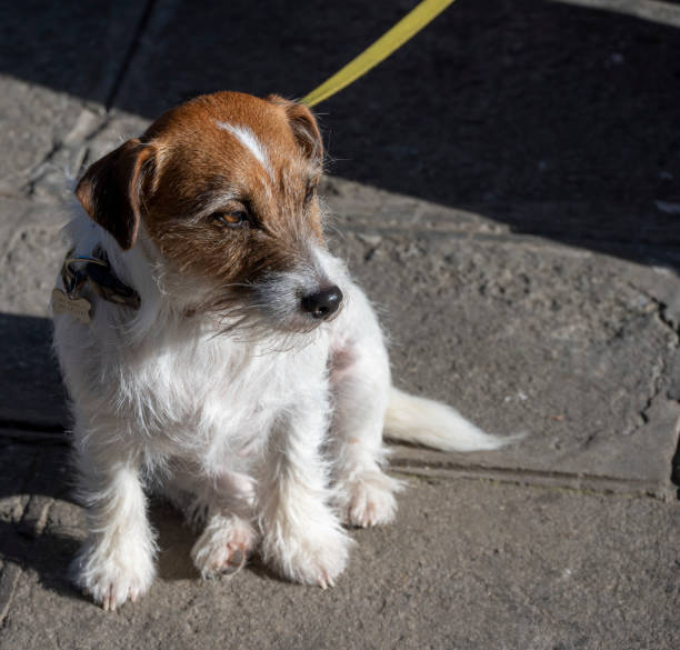 Jack Russell dog views a passing parade.
