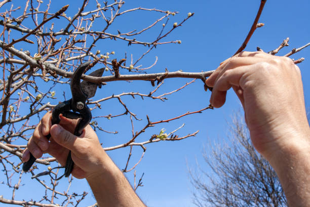 Hands of a young man pruning a tree with clippers. Cutting redundant branch