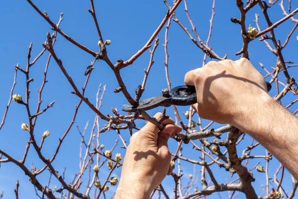 istock Hands of a young man pruning a tree with clippers. Cutting redundant branch 2194445390