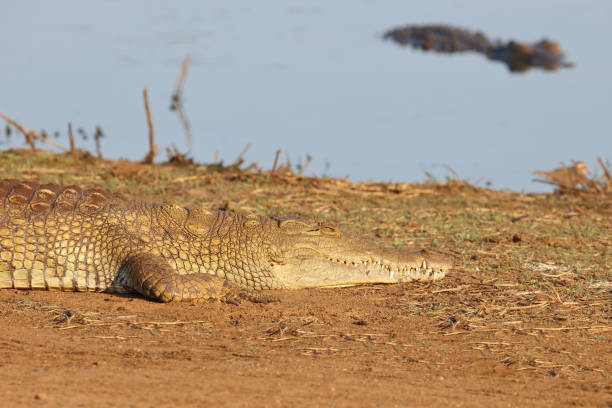 istock Nilkrokodil / Nile crocodile / Crocodylus niloticus 2194445561