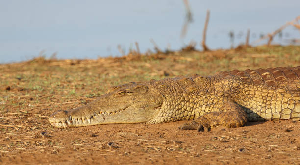 istock Nilkrokodil / Nile crocodile / Crocodylus niloticus 2194445564