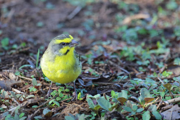 Mosambikgirlitz / Yellow-fronted canary / Crithagra mozambica