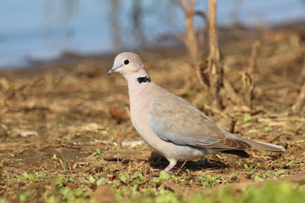 istock Kapturteltaube / Cape turtle dove / Streptopelia capicola 2194446425