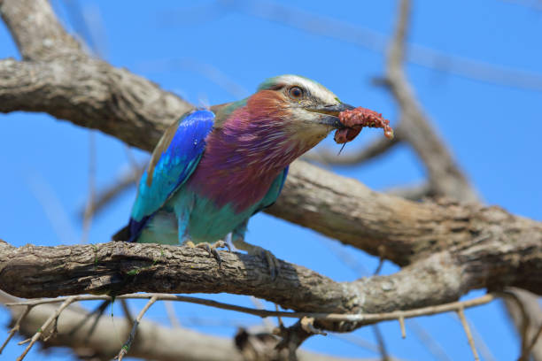 Gabelracke / Lilac-breasted roller / Coracias caudata
