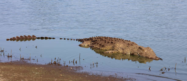 istock Nilkrokodil / Nile crocodile / Crocodylus niloticus 2194446740