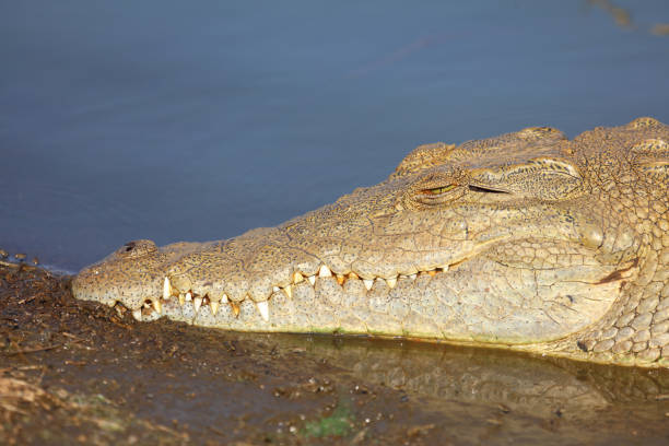 Morelet's crocodile in Ria Lagartos Biosphere Reserve, Yucatan, Mexico