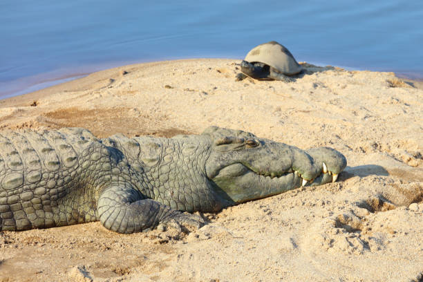 istock Nilkrokodil / Nile crocodile / Crocodylus niloticus 2194446895