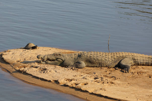 istock Nilkrokodil / Nile crocodile / Crocodylus niloticus 2194446896