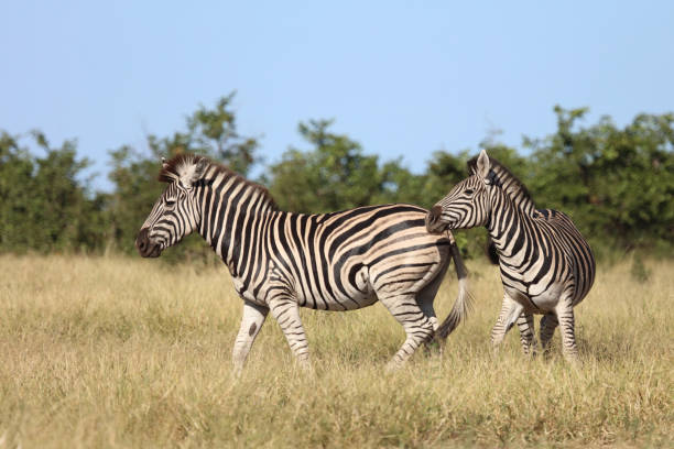 istock Steppenzebra / Burchell's zebra / Equus quagga burchellii 2194446982