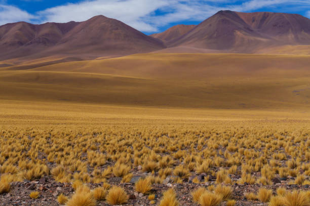istock Golden carpets in Catamarca, Argentina. 2194447095