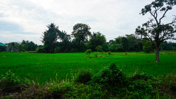 istock Lush Green Field with Trees Under a Cloudy Sky in Rural Area 2194447262