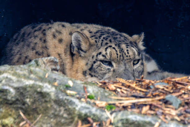 Snow Leopard in Warsaw ZOO