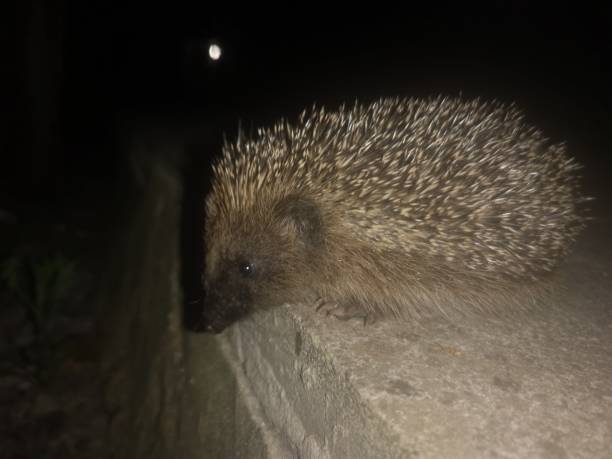 istock A cute hedgehog posing for pictures South Wales UK 2194449977