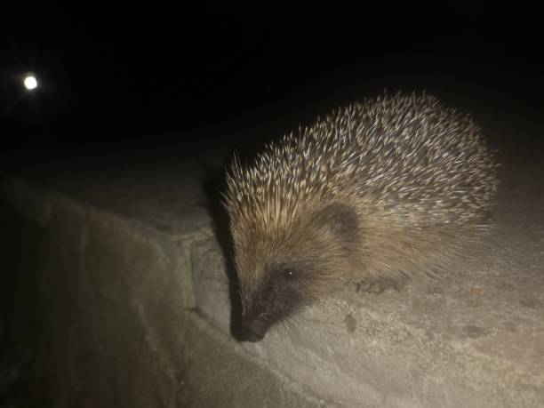 istock A cute hedgehog posing for pictures South Wales UK 2194449985