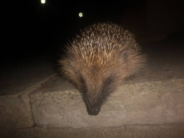 istock A cute hedgehog posing for pictures South Wales UK 2194450019