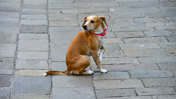 lone dog waits for its owner in Campo in Venice.