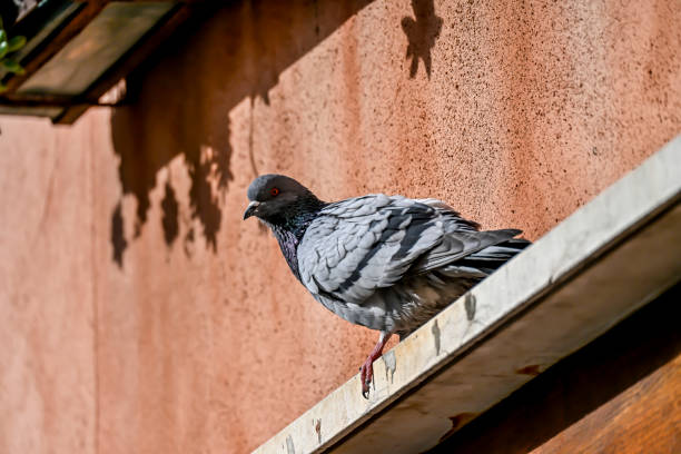 istock Pigeon has a high perc h to observe all. 2194453001
