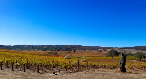 istock Autumn among the vines 2194455102